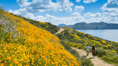 Yellow wildflowers bloom on the hill next to a hiking trail at 钻石谷湖